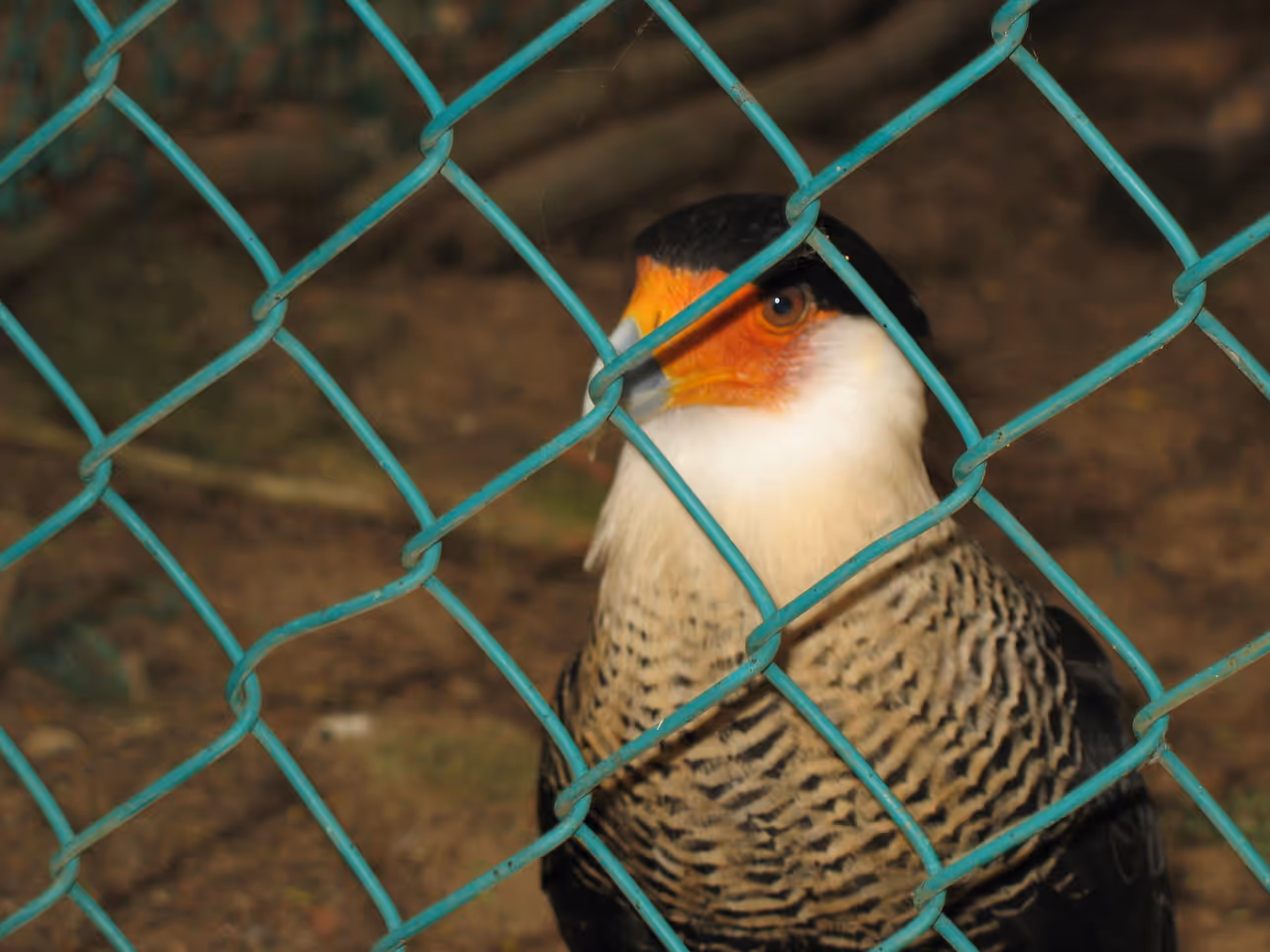 Falcon in the zoo in Barranquilla