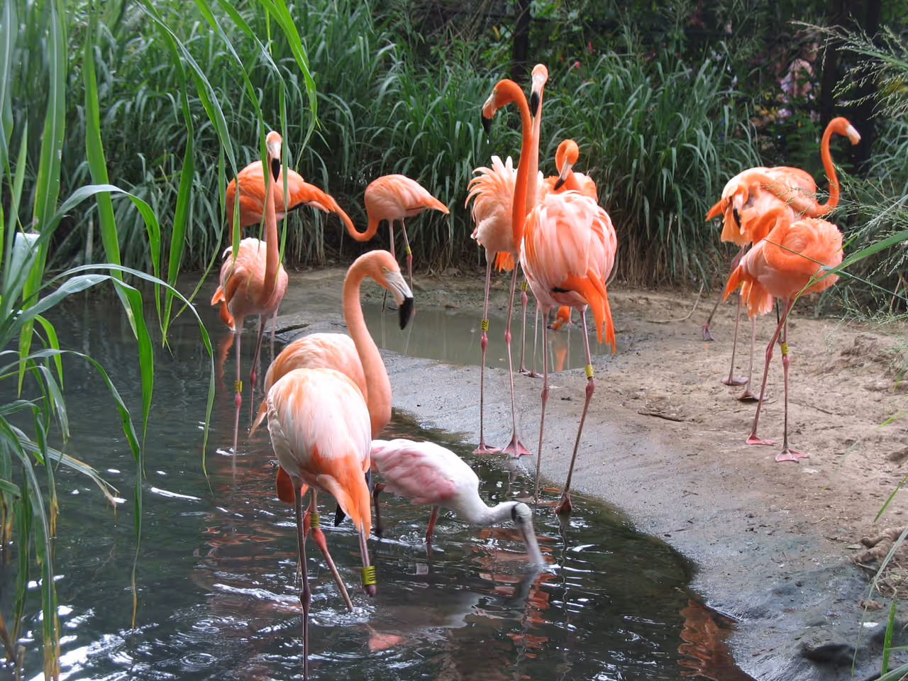 Flamingos in the zoo in Barranquilla