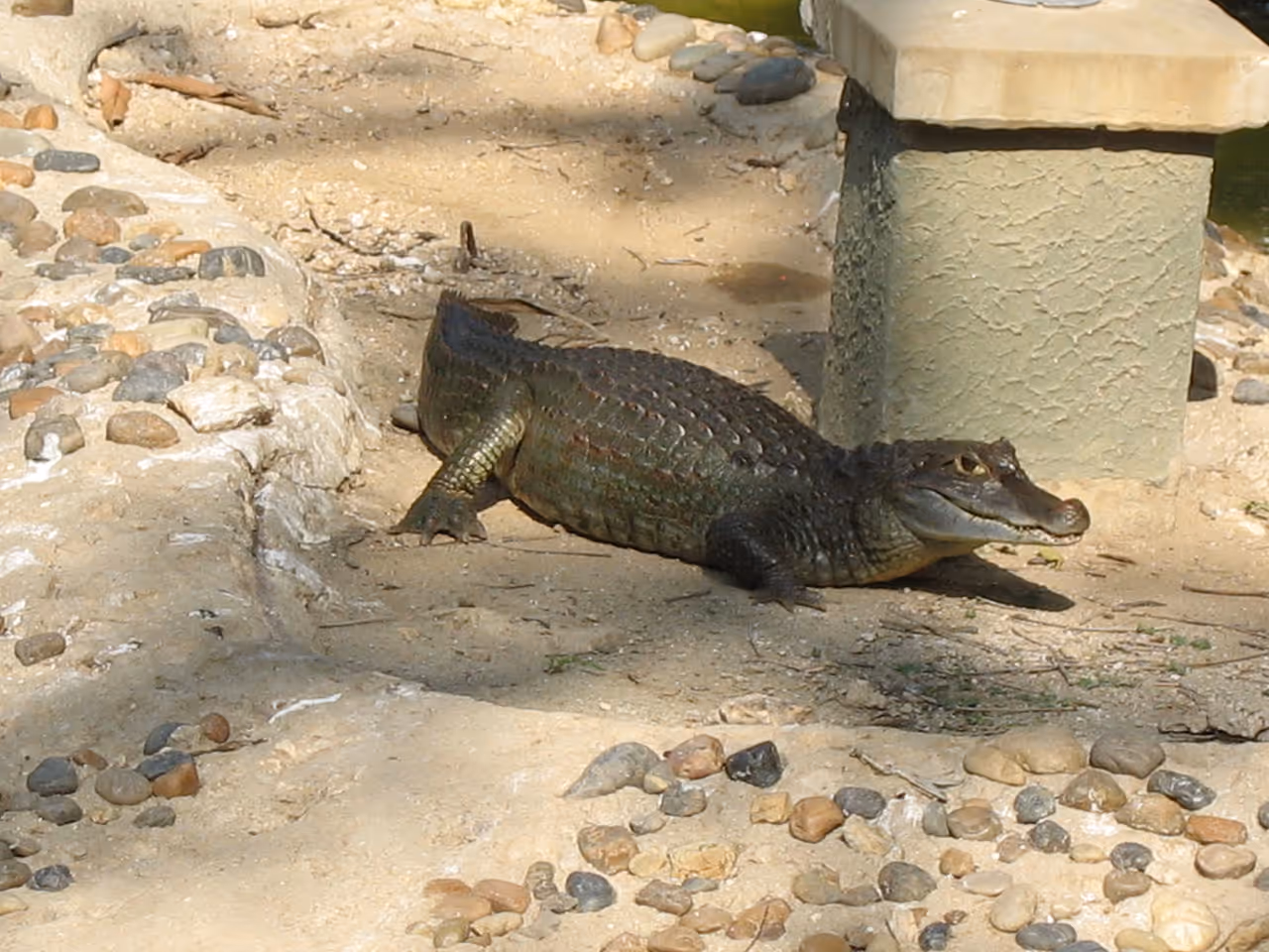Barranquilla zoological park babilla