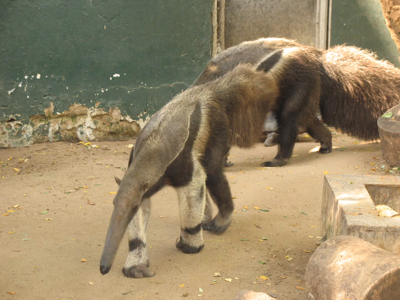 Barranquilla zoological park anteaters
