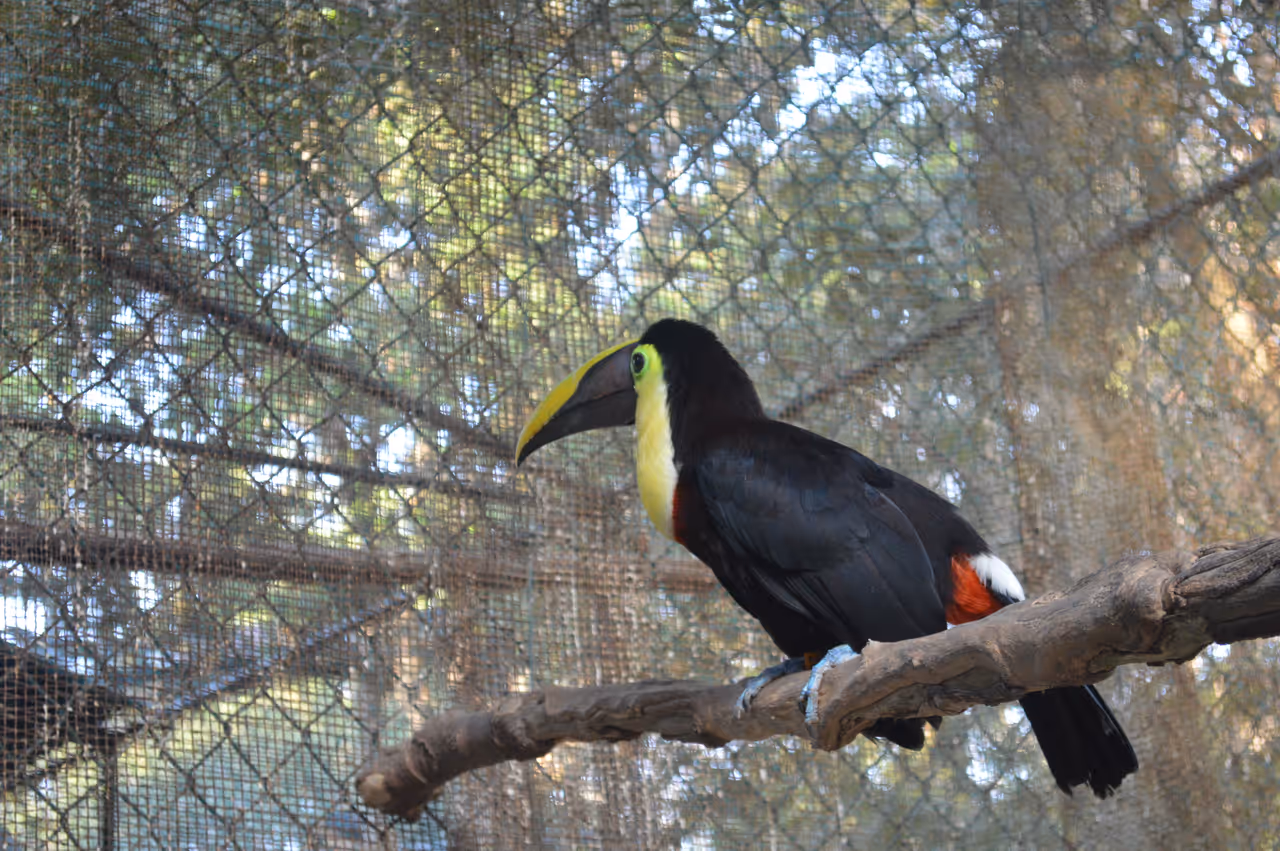 Tucan in the zoo in Barranquilla