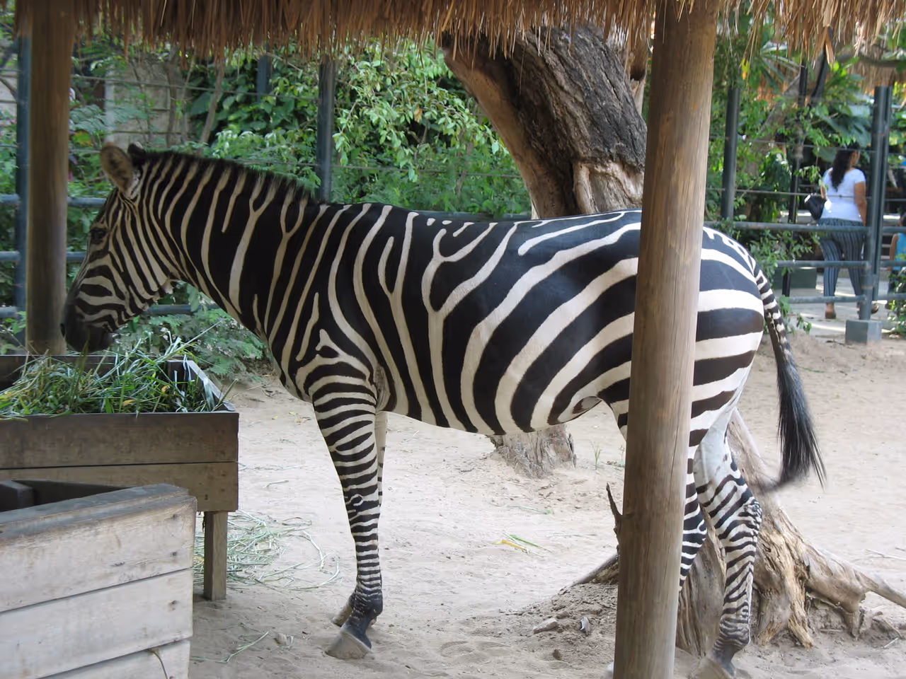 Zebra in the zoo in Barranquilla