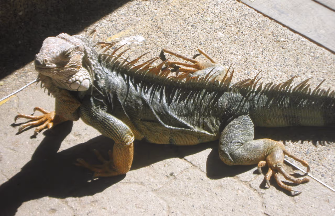Iguana in the Barranquilla zoo