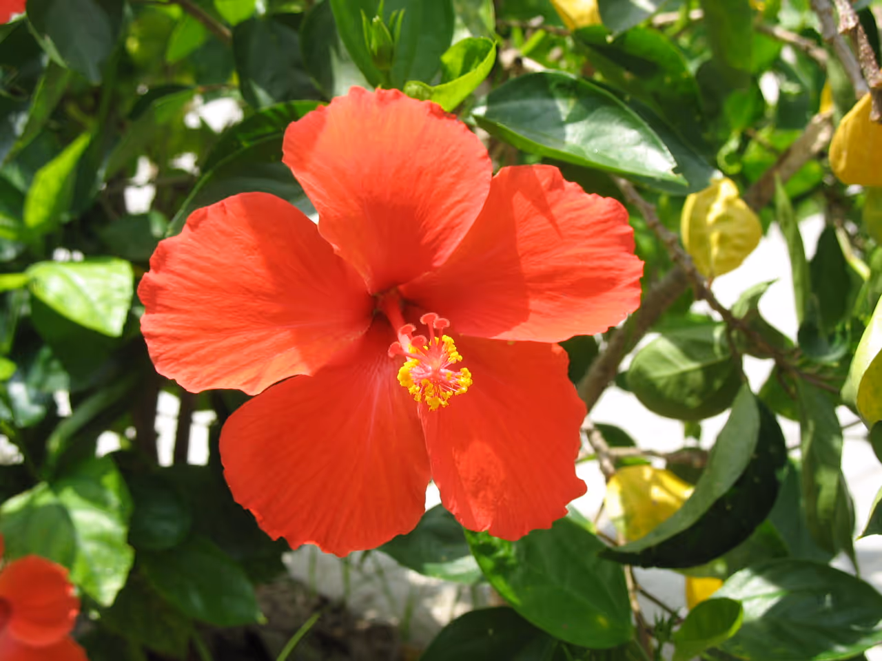 Autumn highlight in Barranquilla