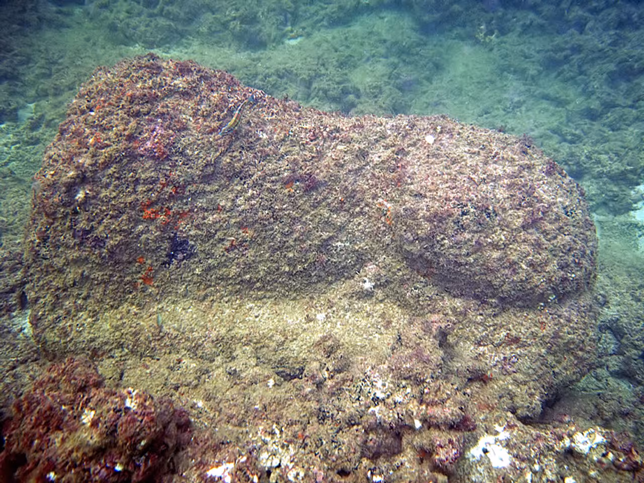 Scuba diving in Alexandria