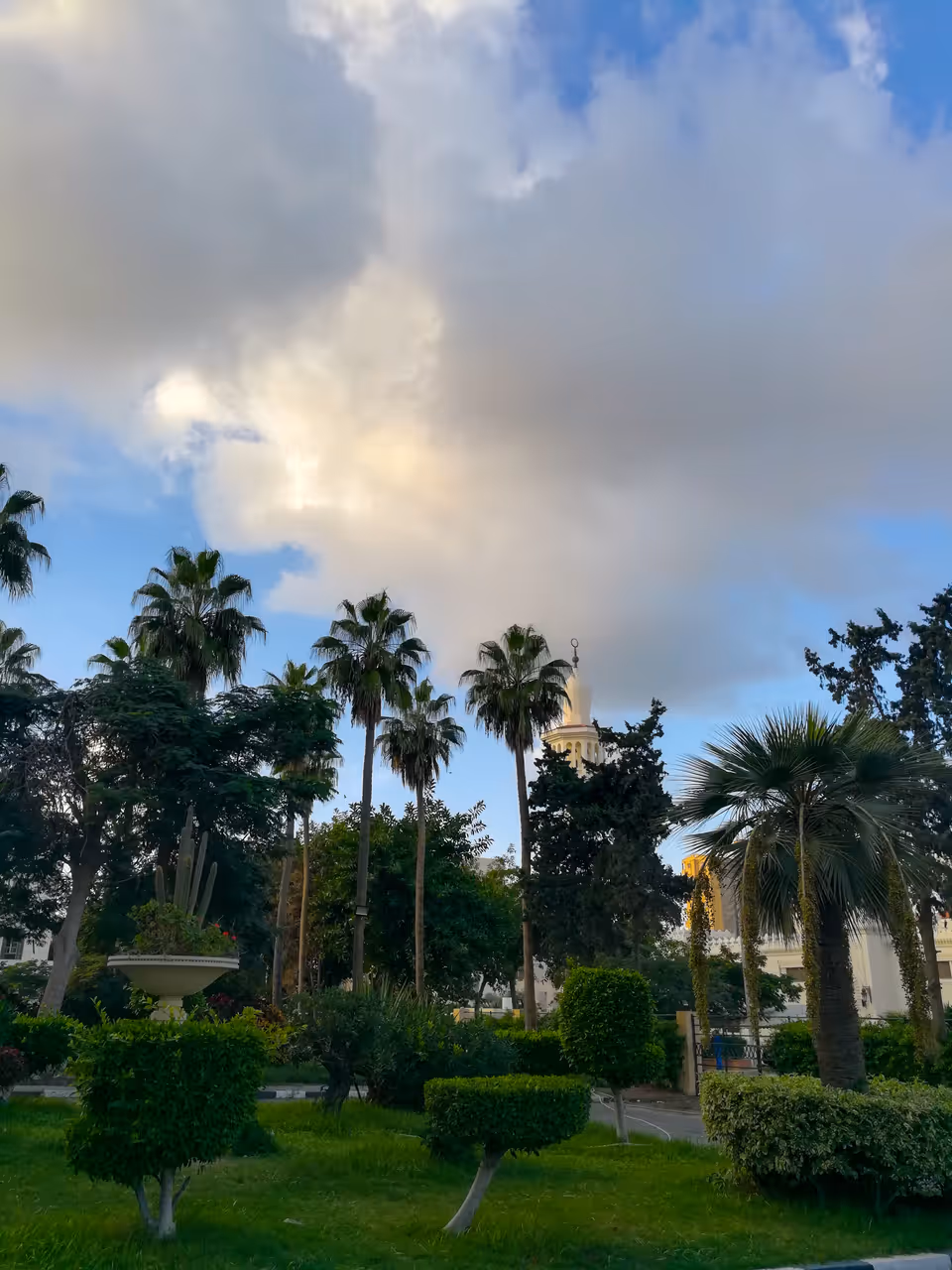 alexandria trees