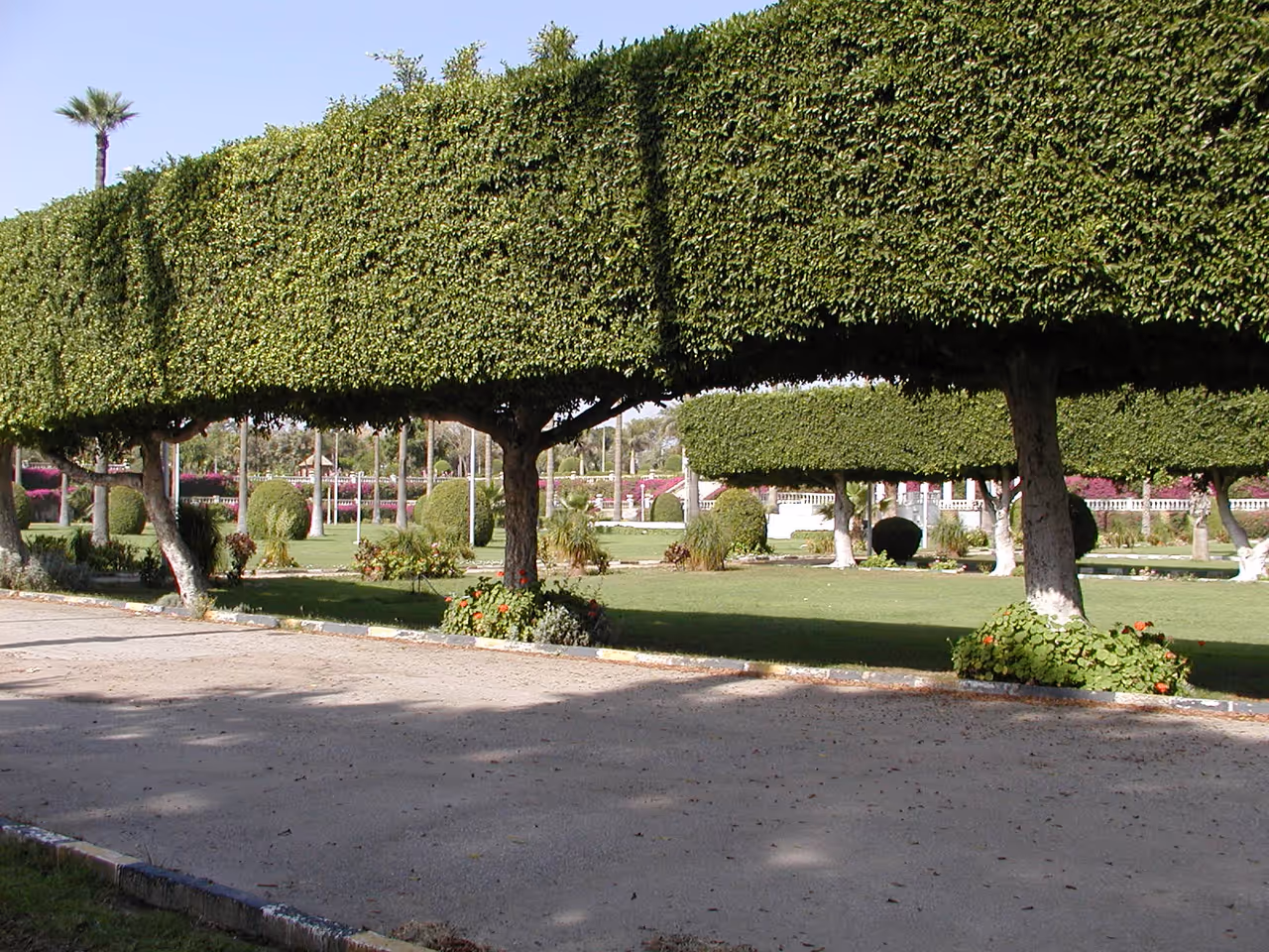 Hedges in Antoniadis palace, Alexandria