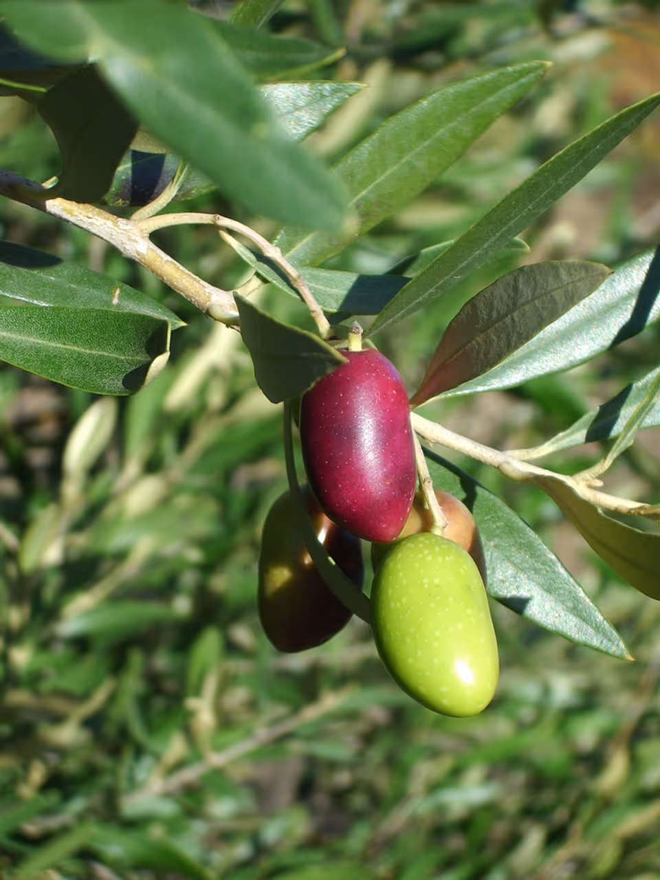 Lucques olives ripening on a branch