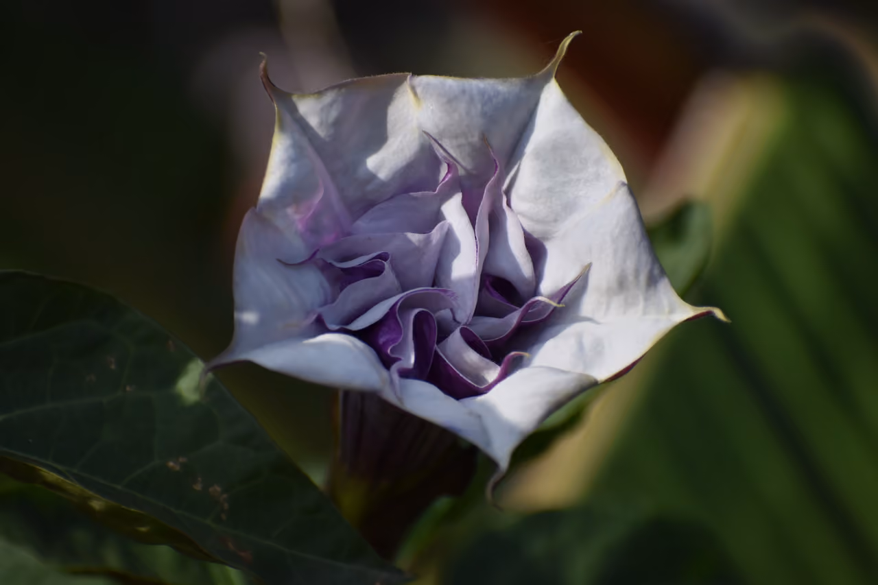 Purple and white double flowered Datura metel blossom in Carcassonne France