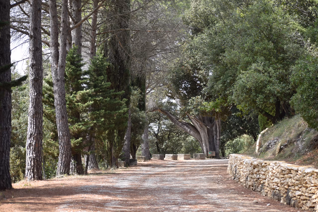 Shaded gravel pathway lined with tall pine trees and a low stone wall leading toward the historic Chapelle Saint-Roch de Montolieu