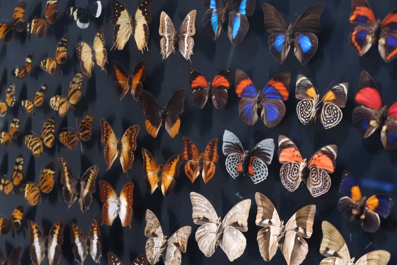 A large collection of pinned butterfly and moth specimens from the order Lepidoptera displayed against a dark background in a natural history museum exhibit