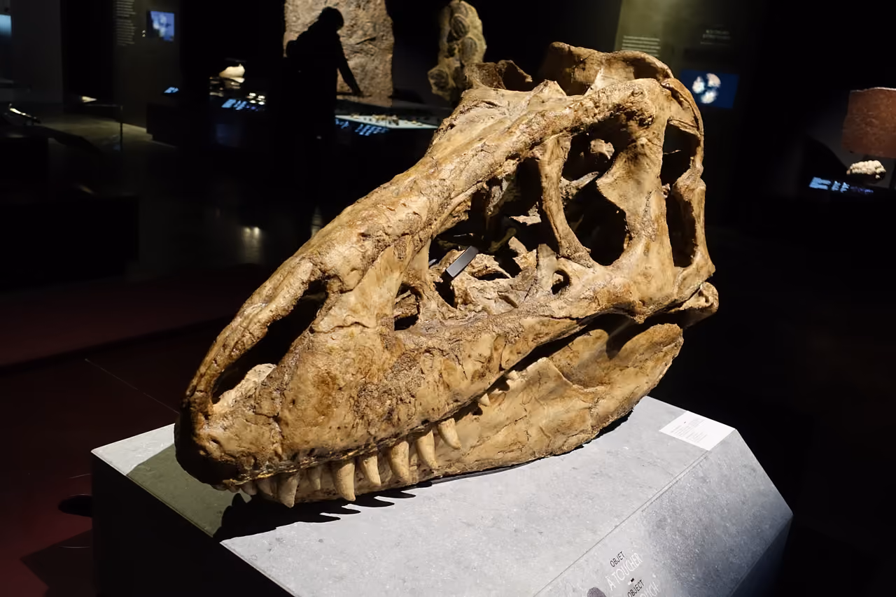 Tarbosaurus dinosaur skull fossil exhibit on display at a natural history museum
