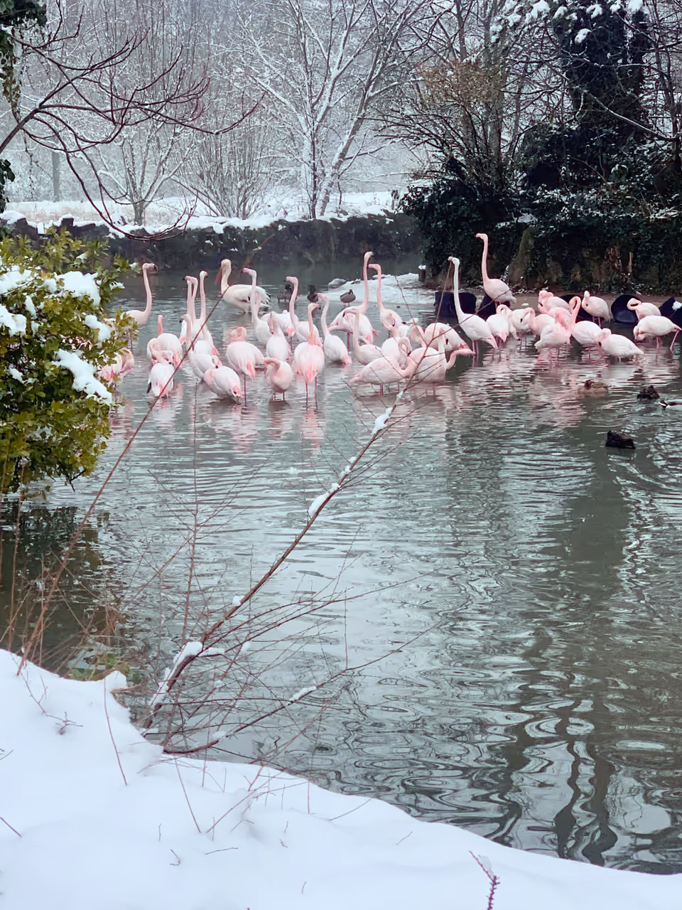 flamingos in the snow at Parc de la Tete d Or