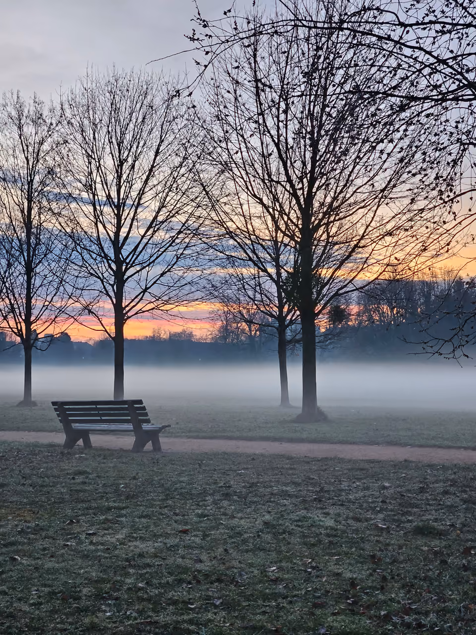 Misty golden hour morning over a grassy park with trees and a wooden bench