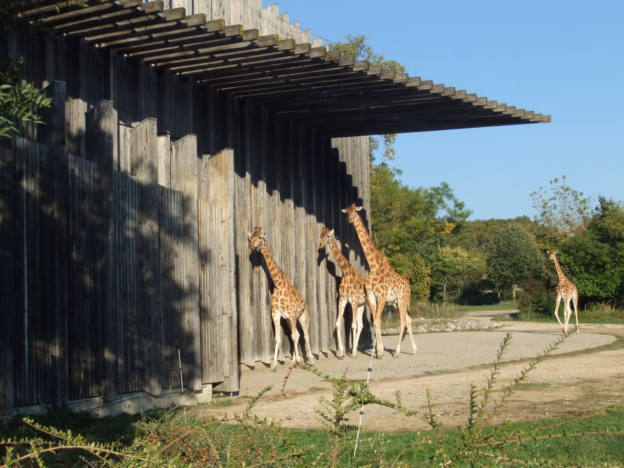 Giraffes in the African savanna enclosure at Parc de la Tete d'Or zoo