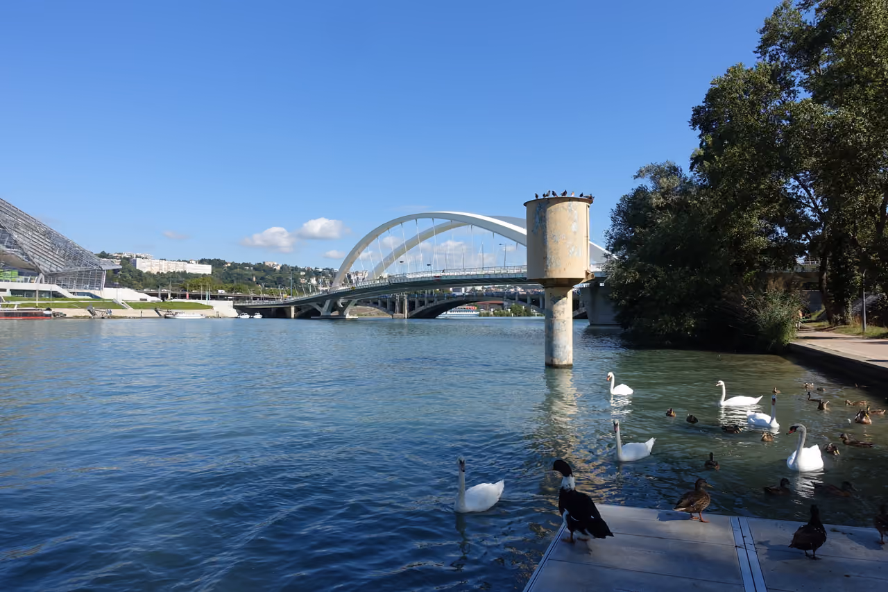 View of Pont Raymond Barre across the Rhone River with swans swimming in the foreground