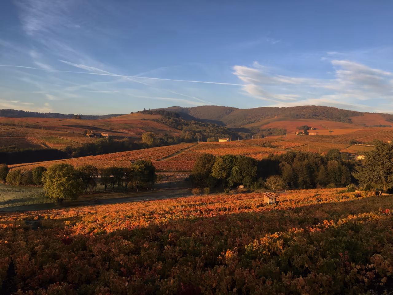 Autumnal rolling hills and vineyards of the Beaujolais UNESCO Global Geopark under a blue sky