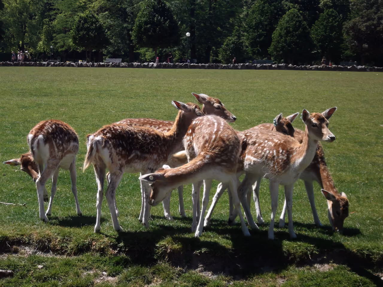 Herd of spotted fallow deer grazing on a green field at Parc de la Tête d'Or