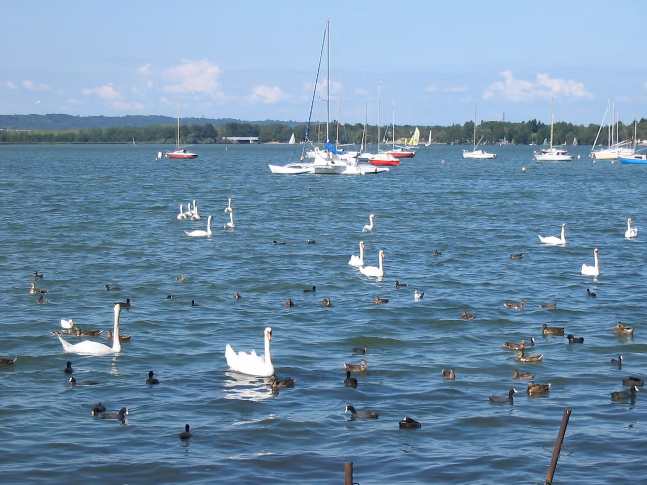 Swans and ducks swimming on Le Grand Large lake with sailboats anchored in the background