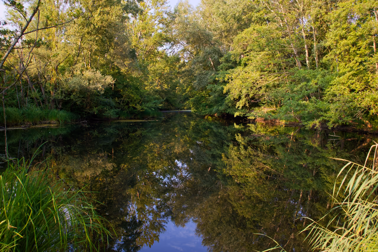 Lône backwater along the Old Rhône river surrounded by lush green forest