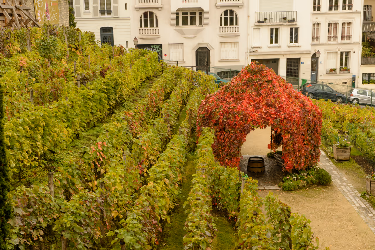 Montmartre vineyard, Paris