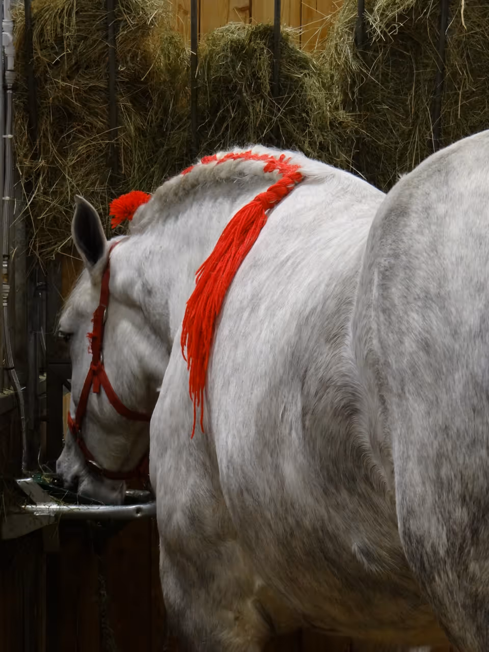 International agricultural show festival in Paris