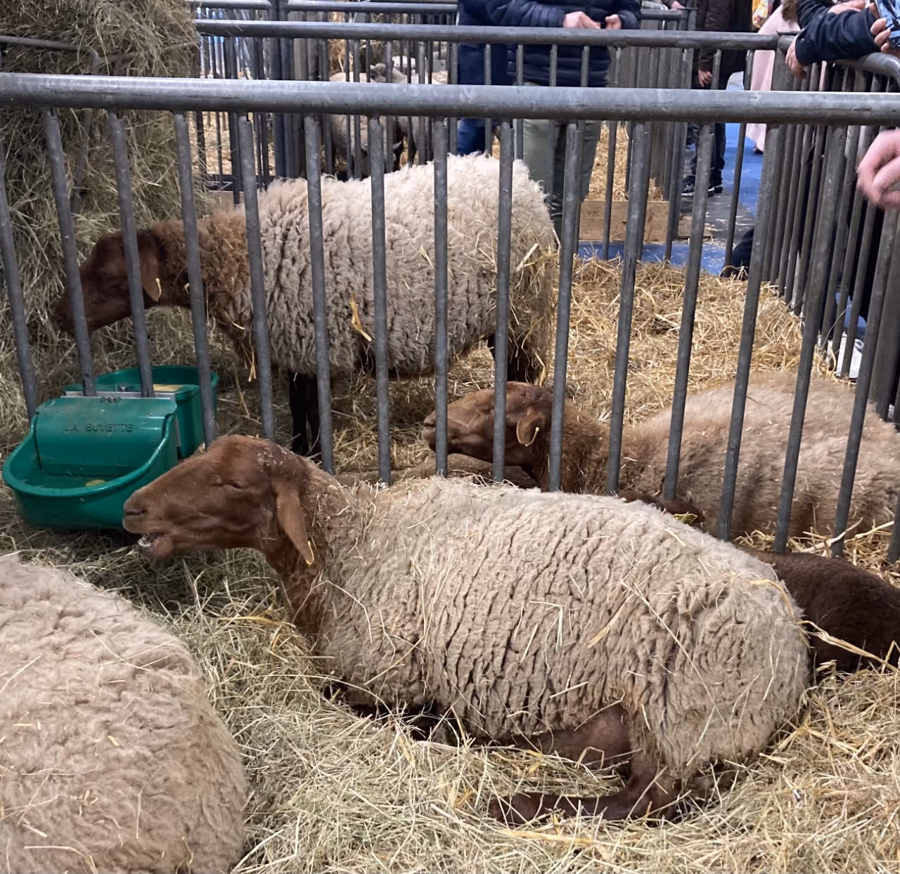 International agricultural show festival in Paris