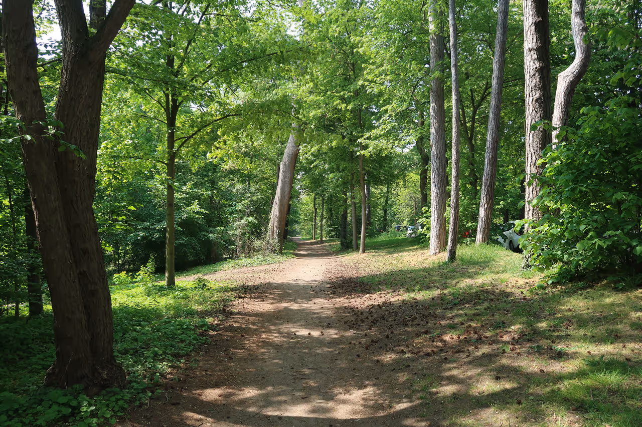 Trees in the Bois de boulogne in Paris