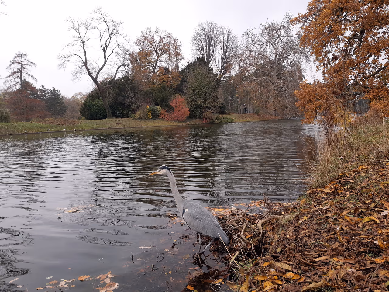 Heron at the lake in Bois de boulogne in Paris