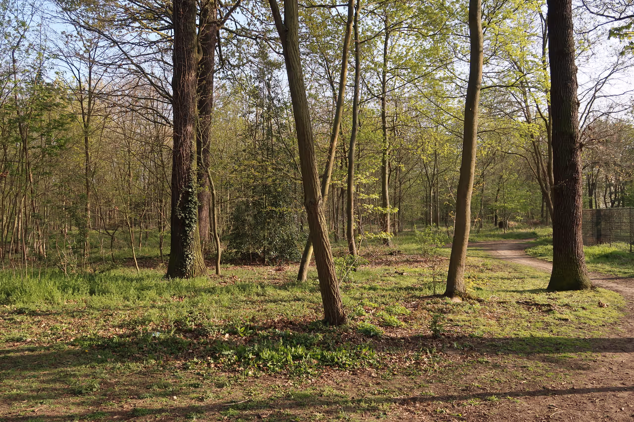 Bois de boulogne in Paris