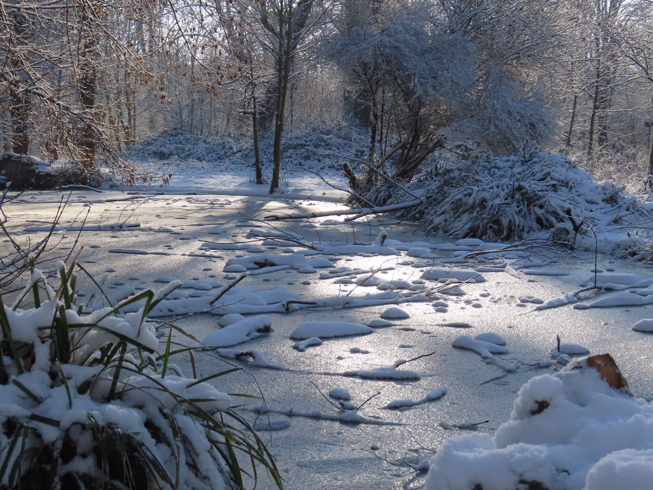Bois de vincennes during winter