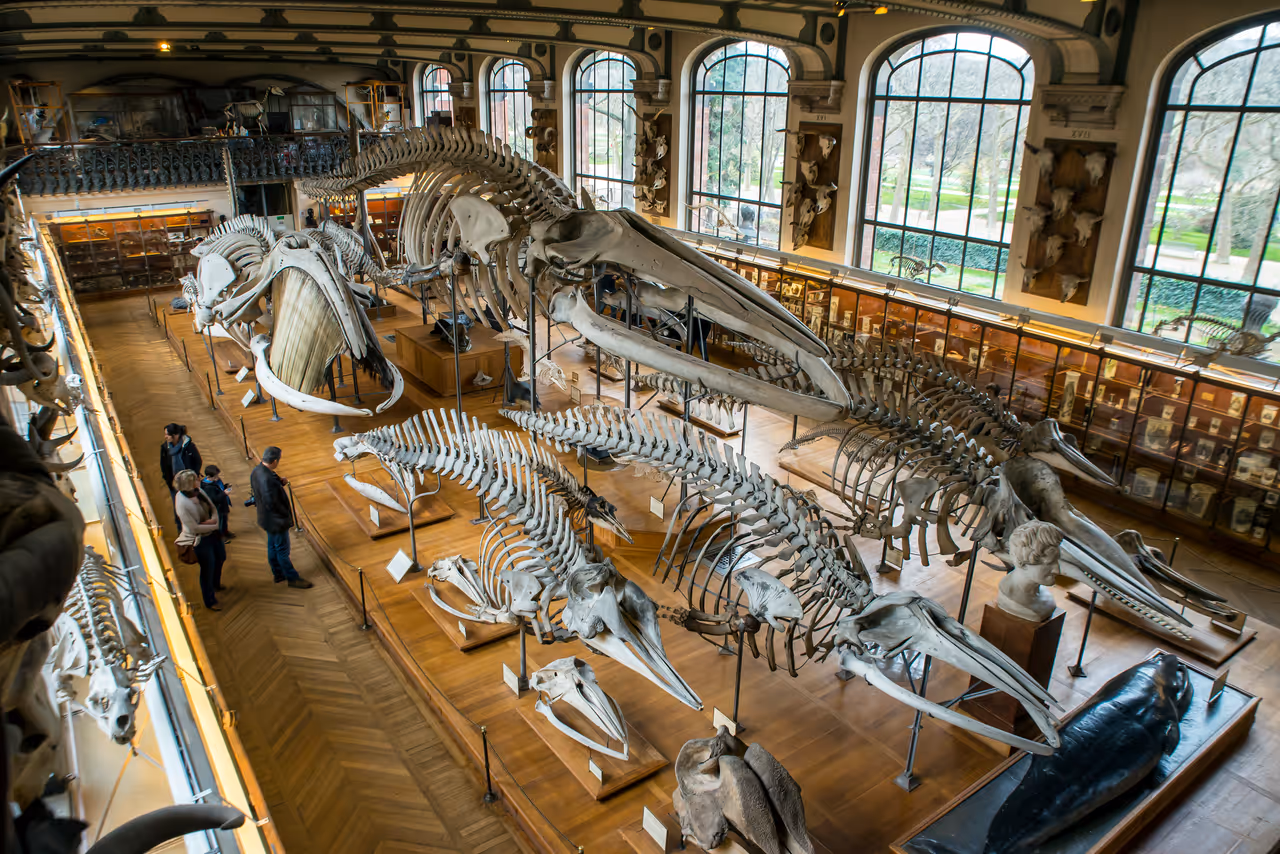 Gallery of Paleontology at the museum in Jardin des plantes