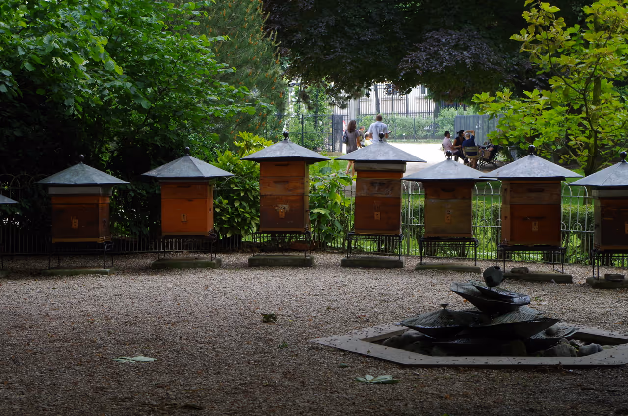 Beehives at the Luxembourg gardens