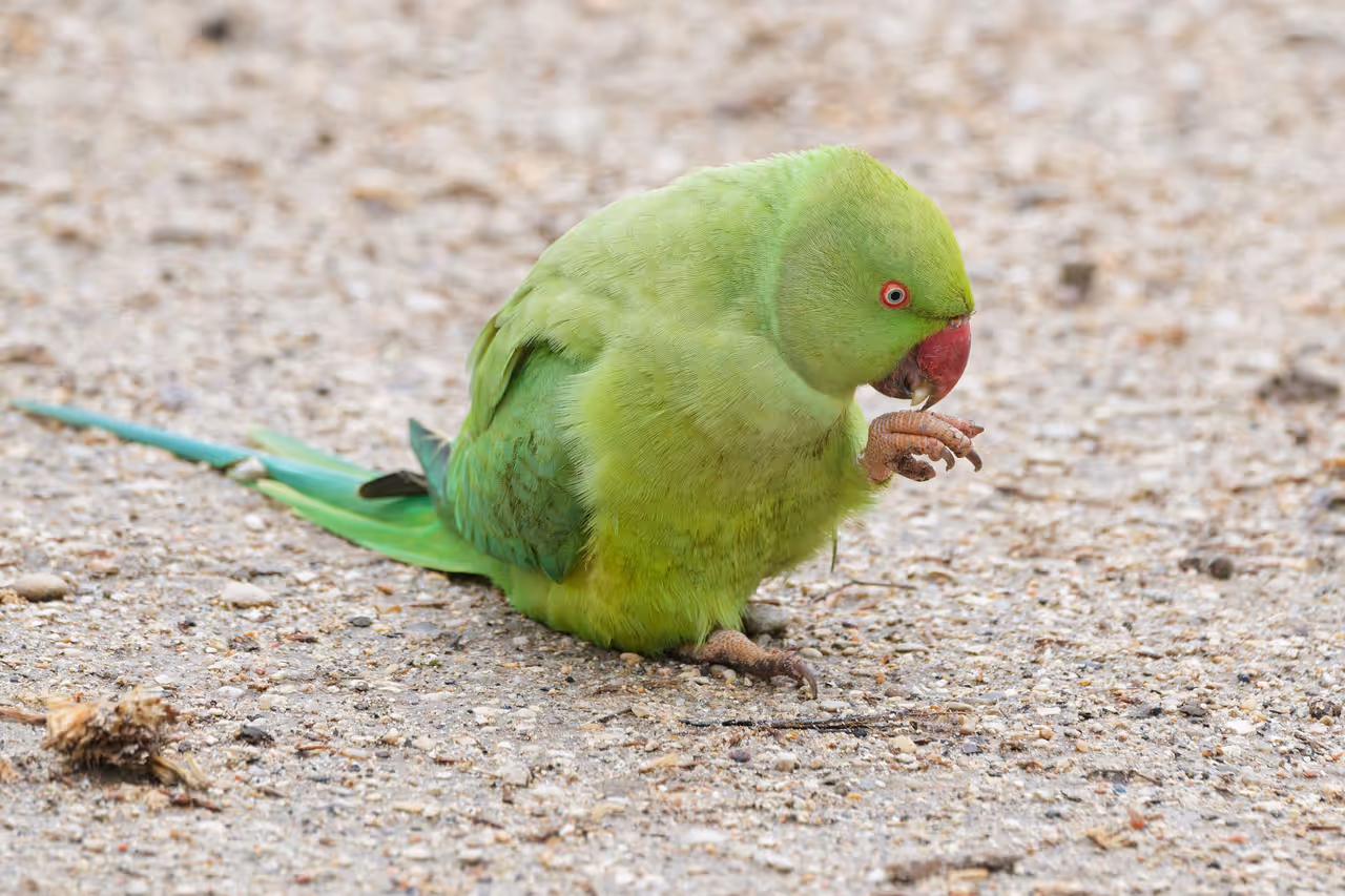 Rose-ringed parakeet on the ground at the Luxembourg gardens in Paris