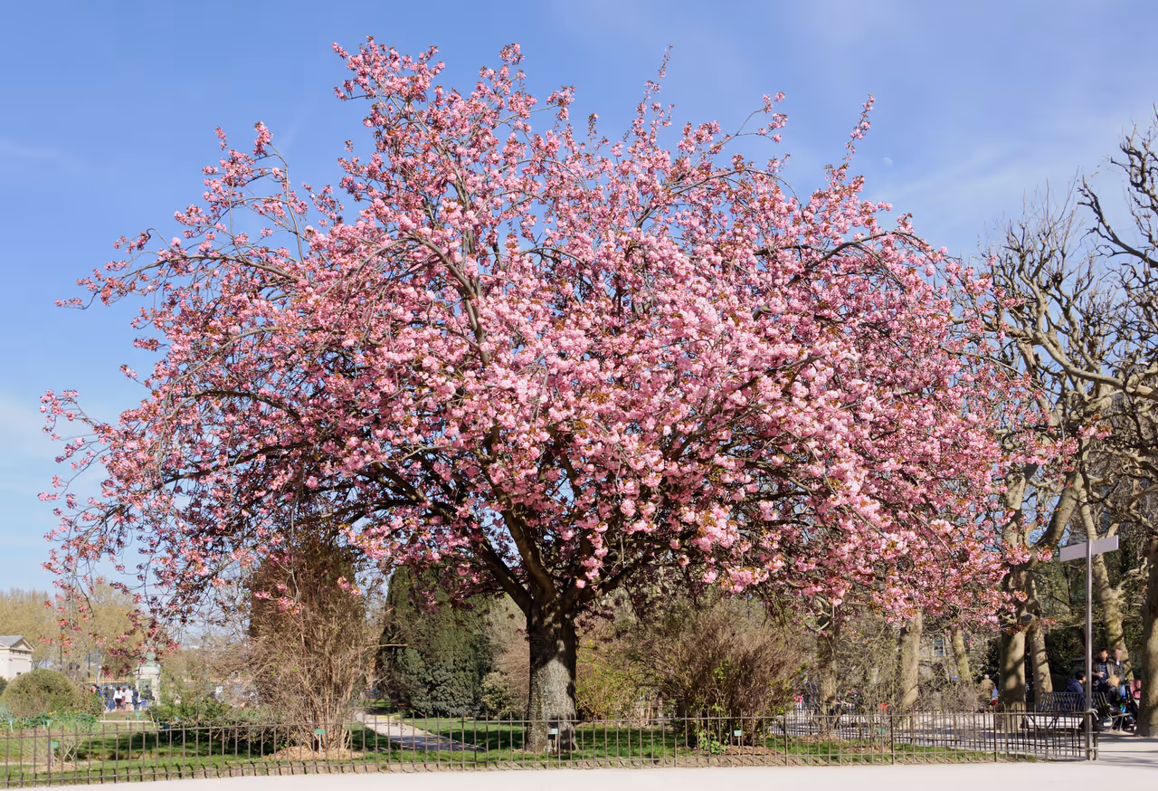 Spring highlight in Paris, showing the Japanese Cherry 'Kanzan' tree