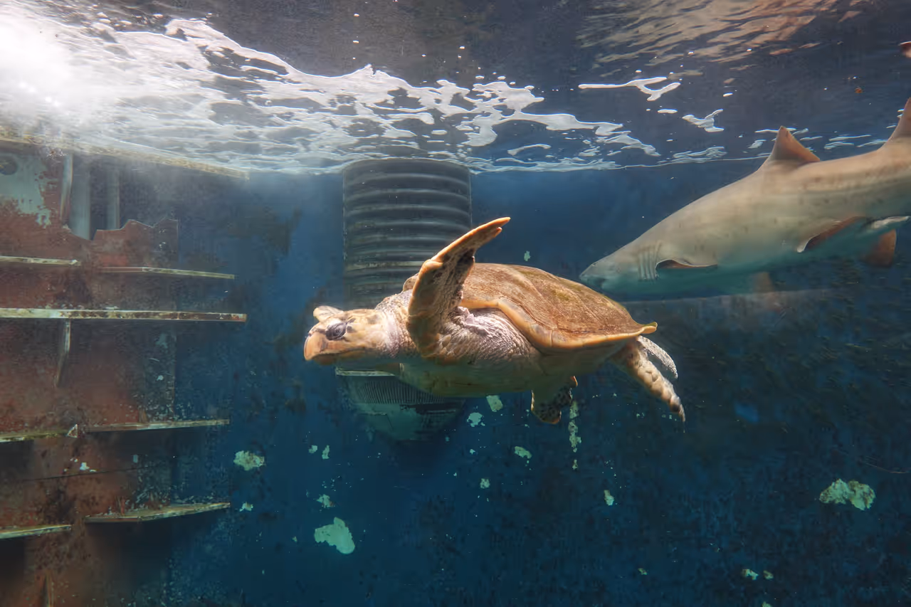 Turtle at the Grand aquarium, Saint-malo