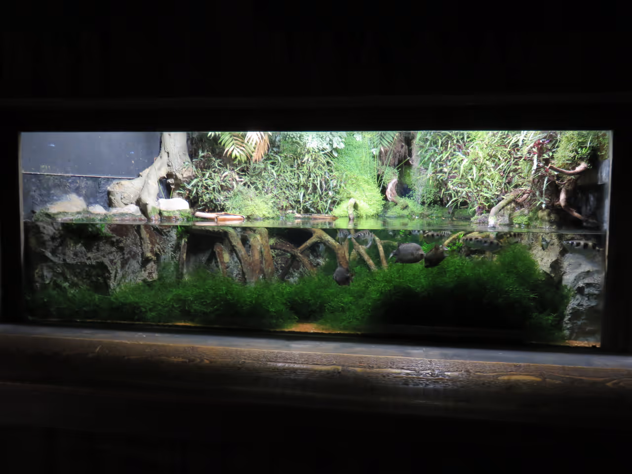 Grand aquarium, Saint-malo