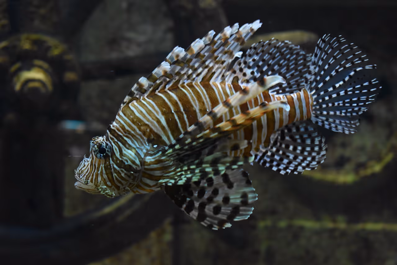 A lionfish swimming underwater at the Grand Aquarium Saint-Malo