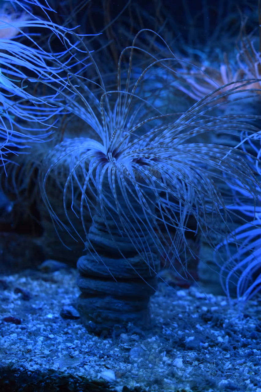 Close-up of a cylinder anemone with slender blue and white tentacles underwater
