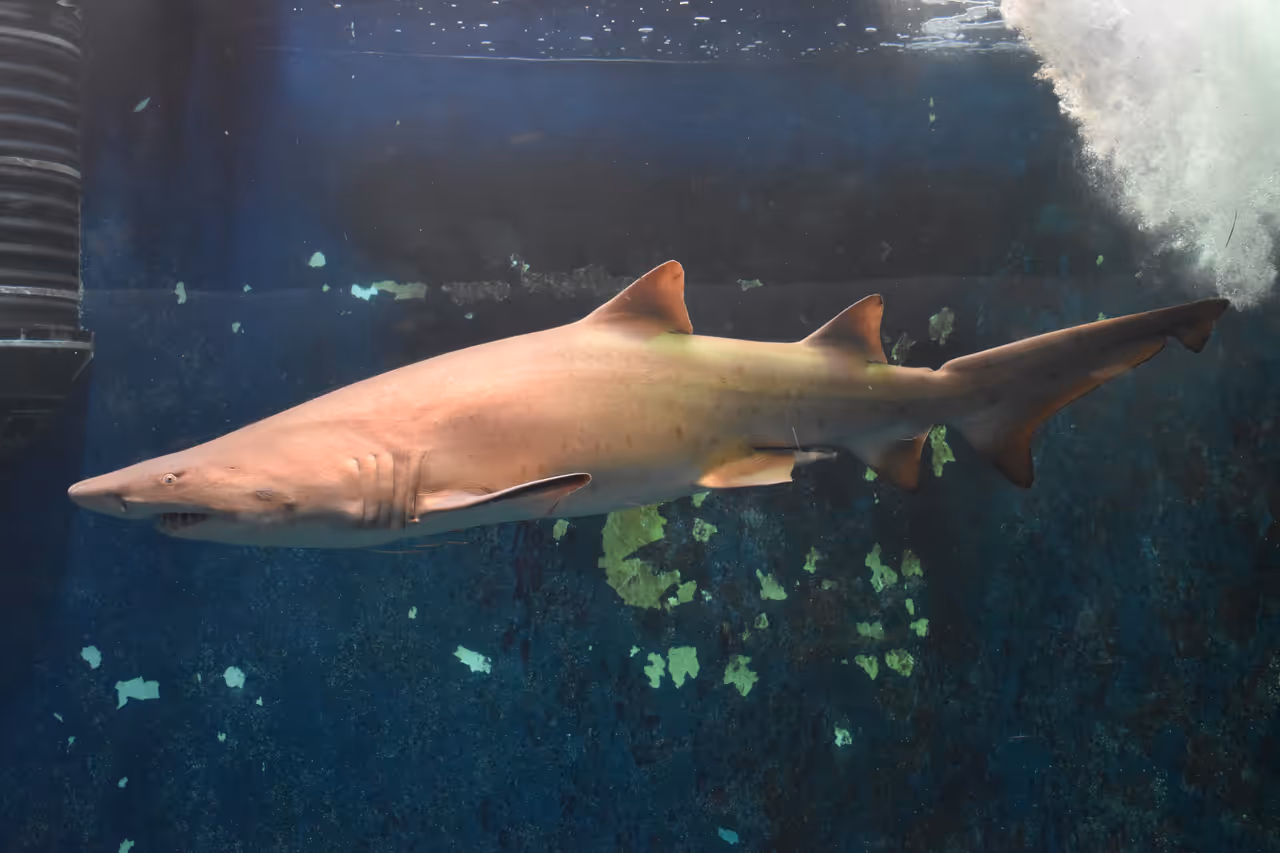 Shark at the Grand aquarium, Saint-malo