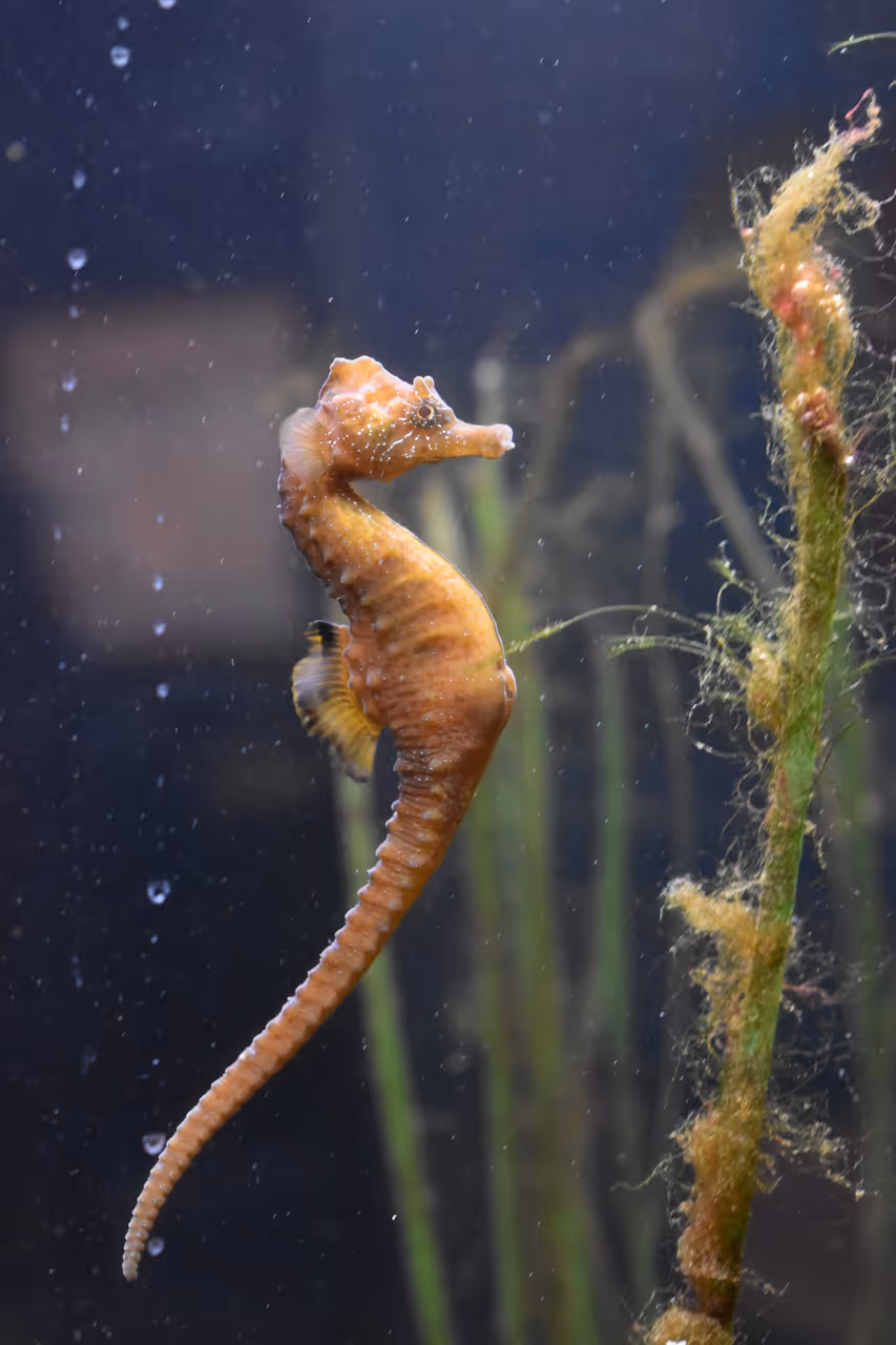 A long-snouted seahorse clinging to marine vegetation underwater at the Grand Aquarium Saint-Malo