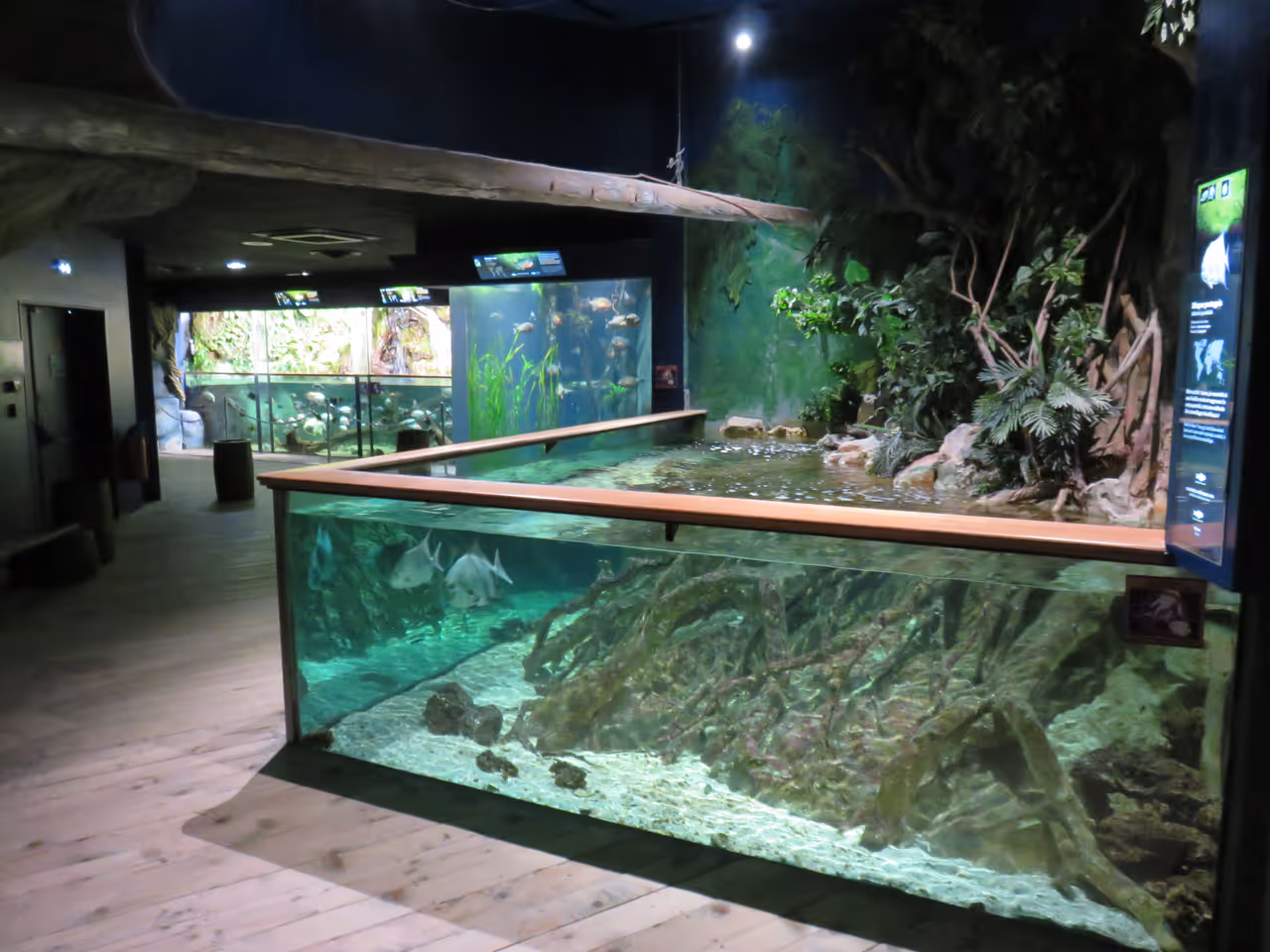 A scenic indoor view of the Grand Aquarium Saint-Malo featuring a large, glass-walled touch pool filled with fish and surrounded by lush green artificial vegetation and rustic wooden flooring