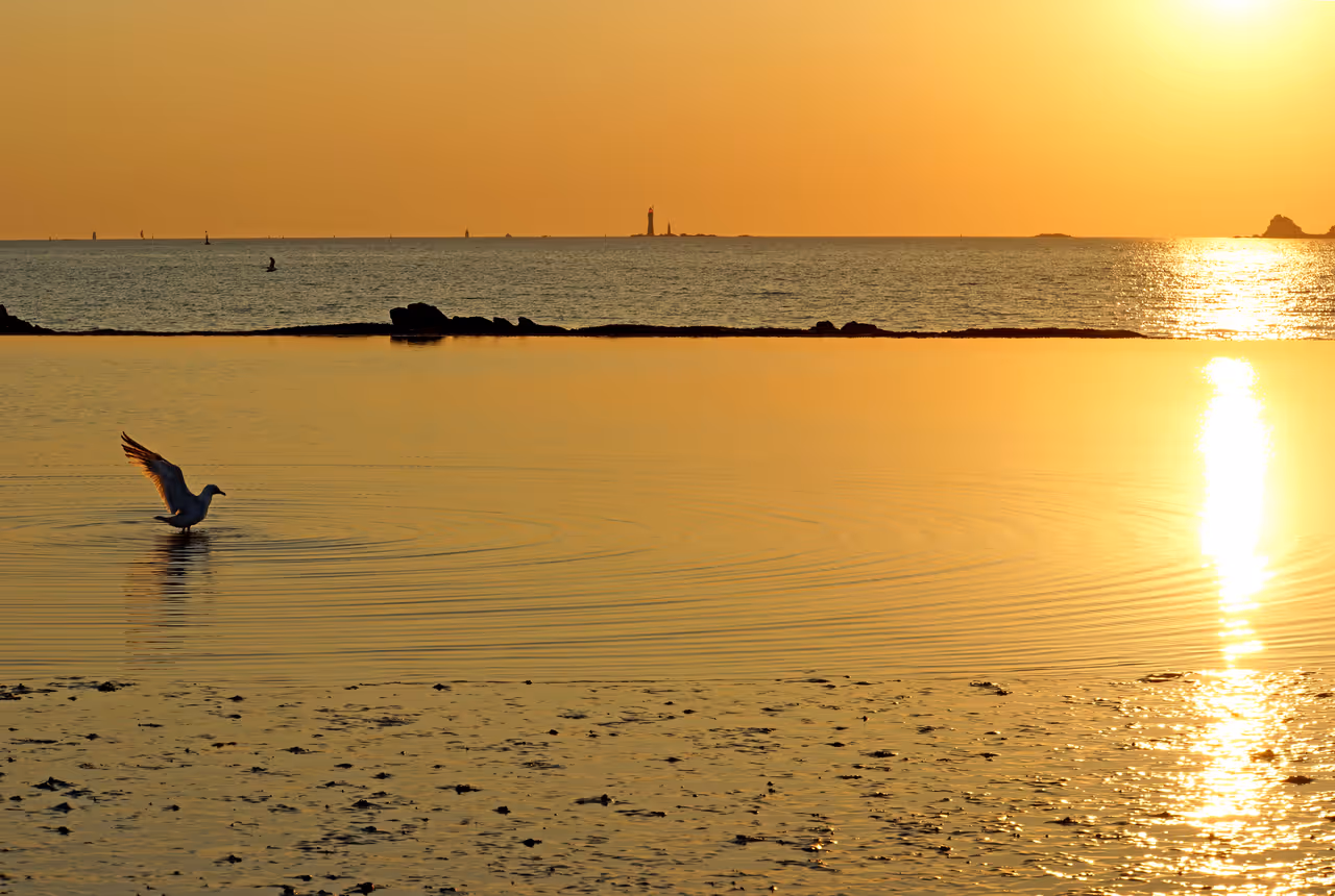 Seagull resting in the tidal water of Bon-Secours beach in Saint-Malo at sunset with lighthouses visible on the horizon