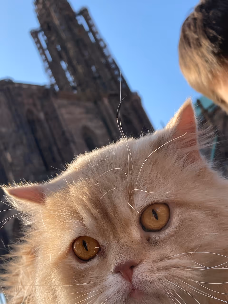 Cat taking a selfie at the Cathedral in Strasbourg