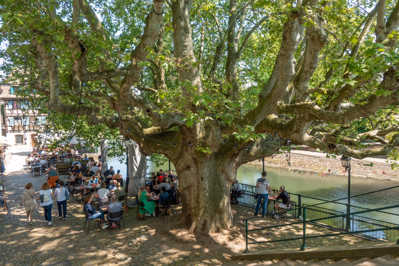 People relaxing near a big tree and river