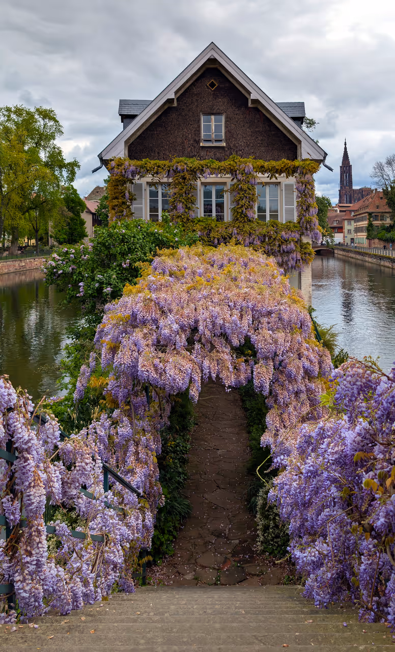 Wisteria house in Strasbourg
