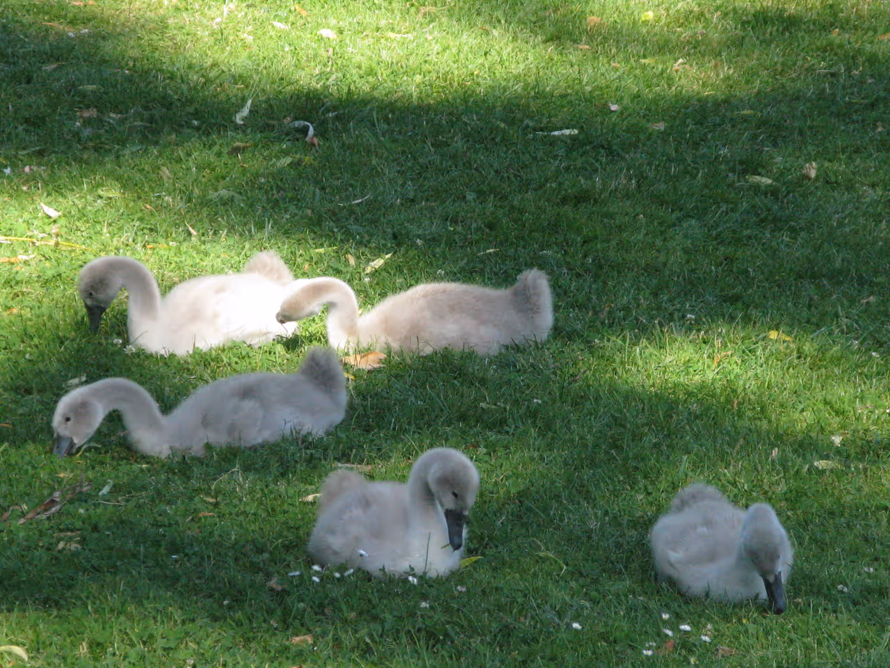 Citadel park in Strasbourg