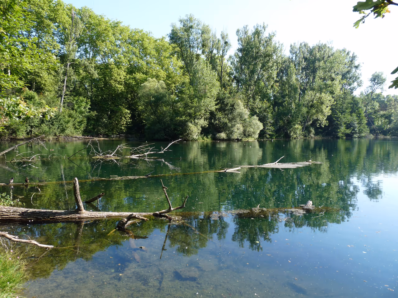 Fallen trees in the river lake of Robertsau forest