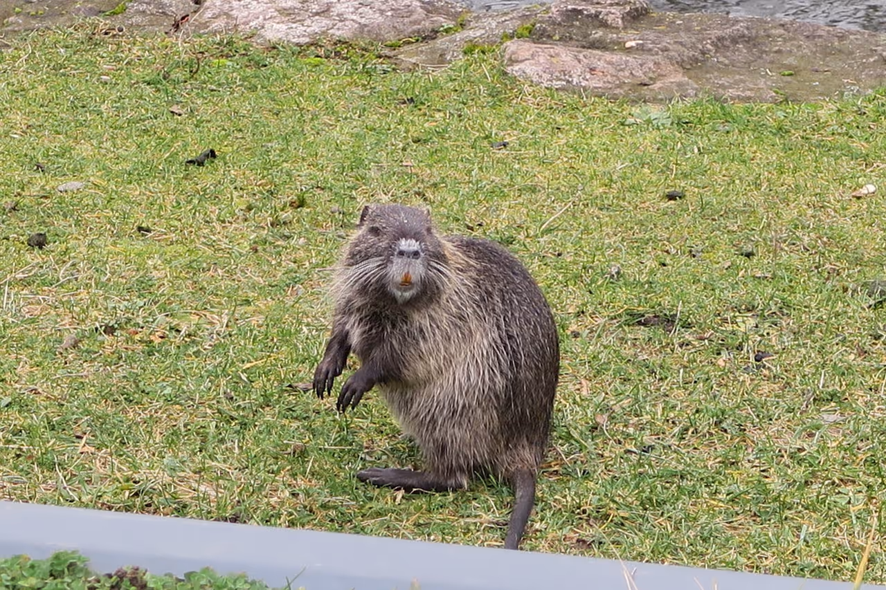 Beaver in the Heyritz park