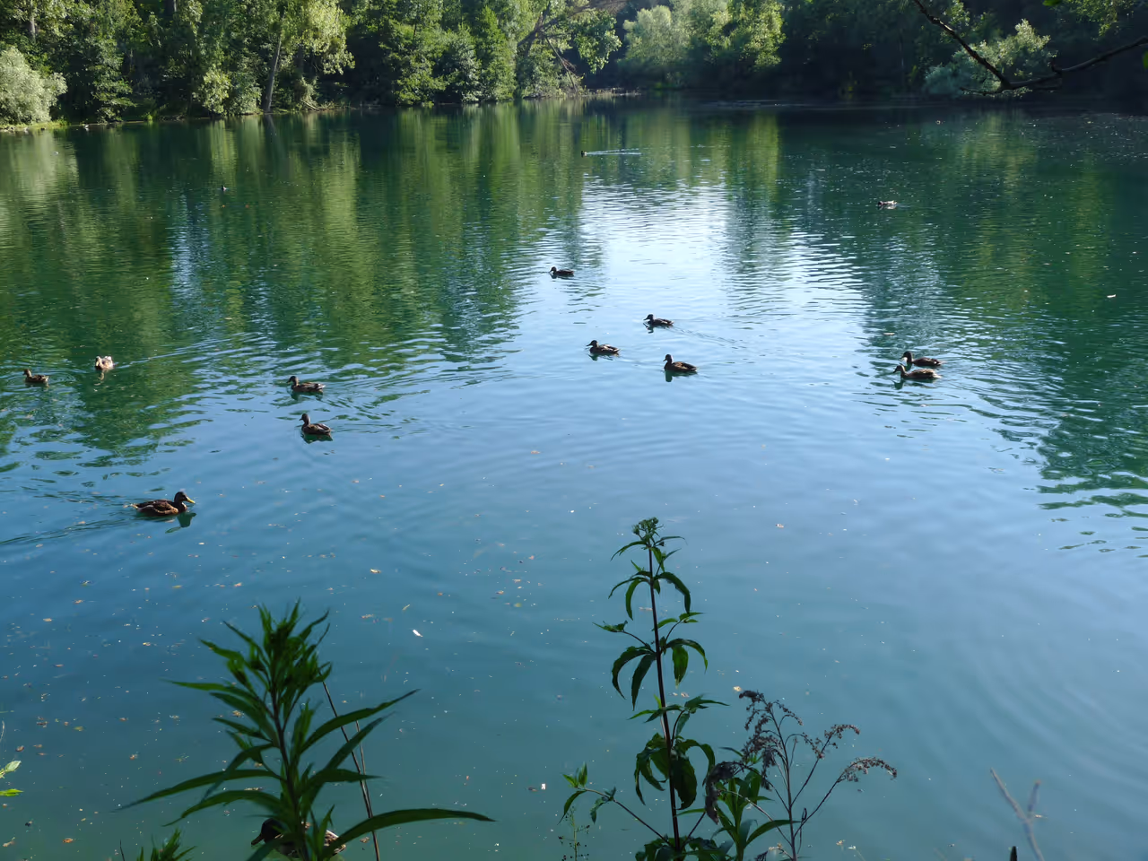 Ducks in the lake of Robertsau forest in Strasbourg